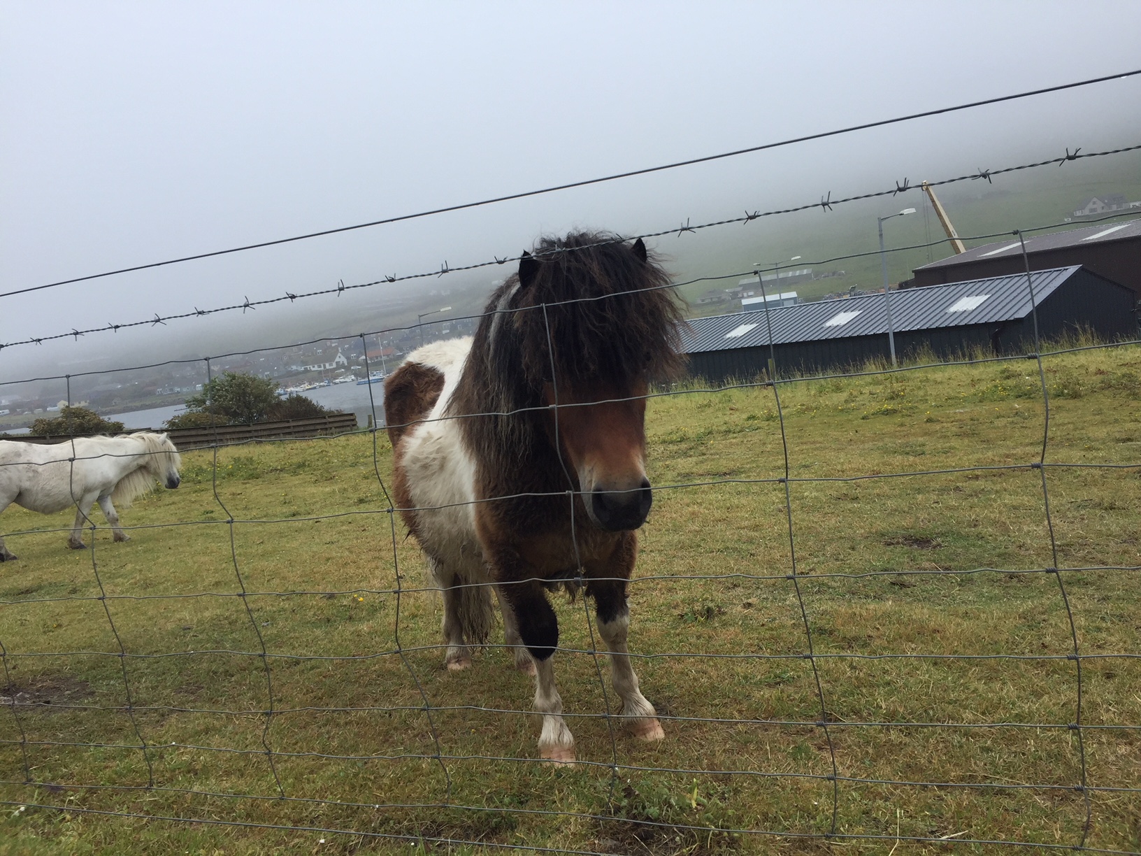 Shetland ponies. you'll find them everywhere!