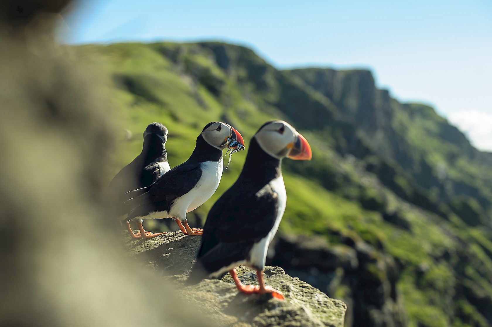 Puffins at Sumburgh