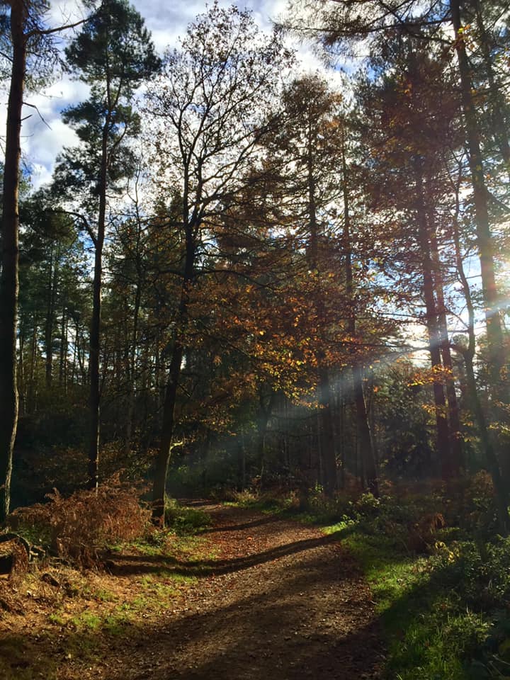 Woodland in the autumn